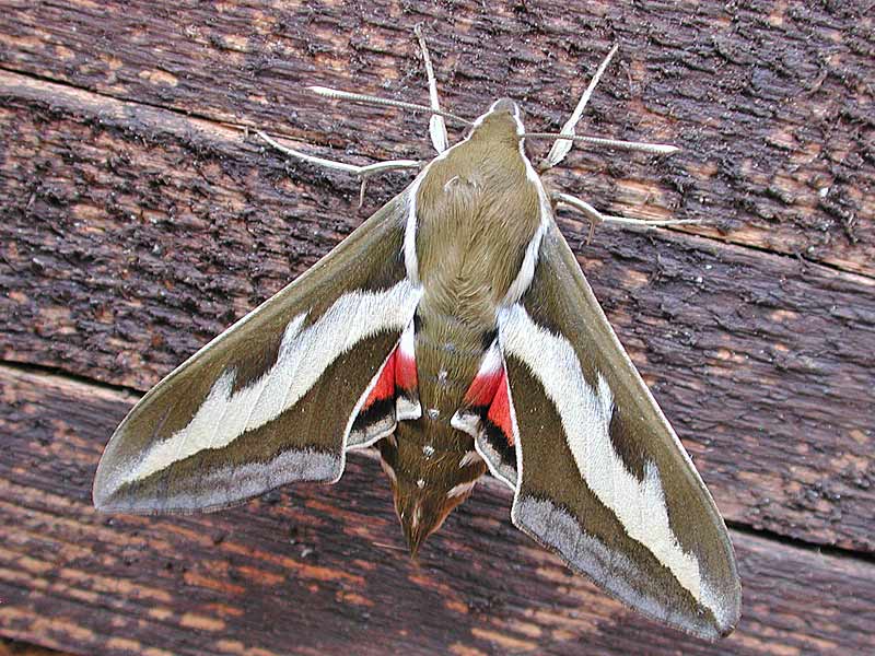 Labkrautschwrmer   Hyles gallii   Bedstraw Hawk-moth 