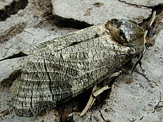 Weidenbohrer   Goat Moth   Cossus cossus  (35596 Byte)