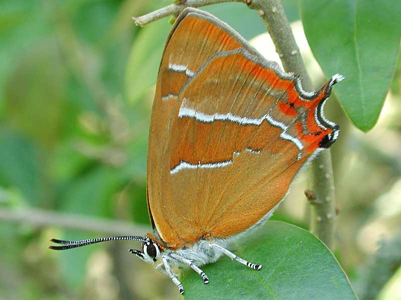  Nierenfleck-Zipfelfalter Thecla betulae Brown Hairstreak