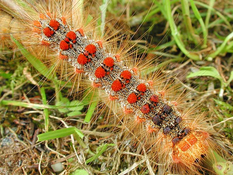 Schwammspinner  Lymantria dispar  Gypsy Moth