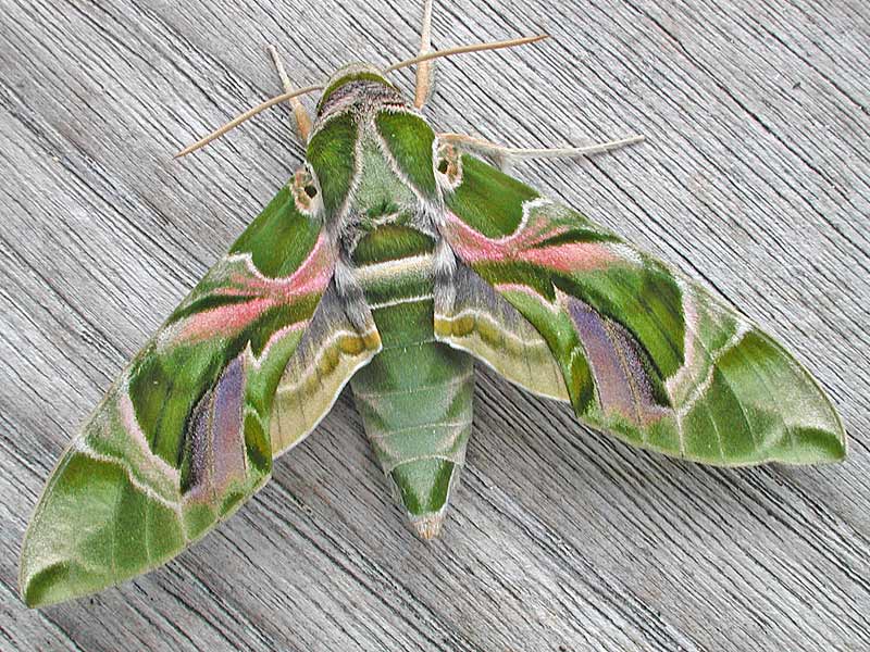 Oleanderschwrmer Daphnis nerii Oleander Hawk-moth