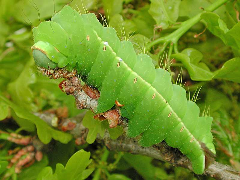 Japanischer Eichenseidenspinner   Antherea yamamai   Japanese Oak Silkmoth (36849 Byte)