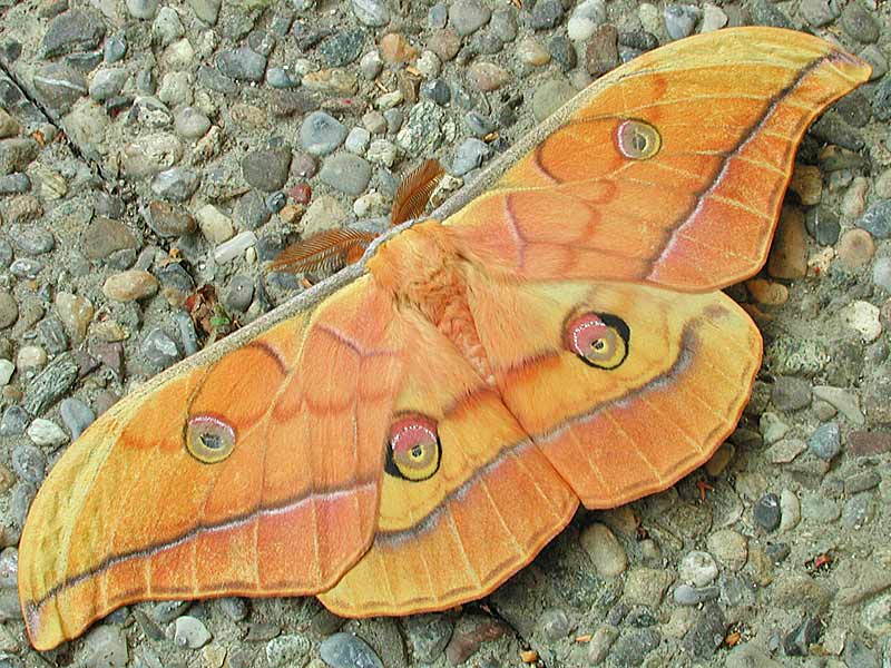 Japanischer Eichenseidenspinner   Antherea yamamai   Japanese Oak Silkmoth (36849 Byte)