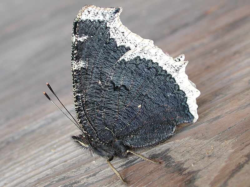 Trauermantel   Nymphalis antiopa   Camberwell Beauty