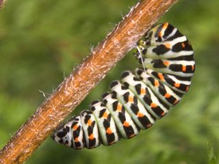 Schwalbenschwanz Papilio machaon Swallowtail   Raupe zur Verpuppung aufgehngt