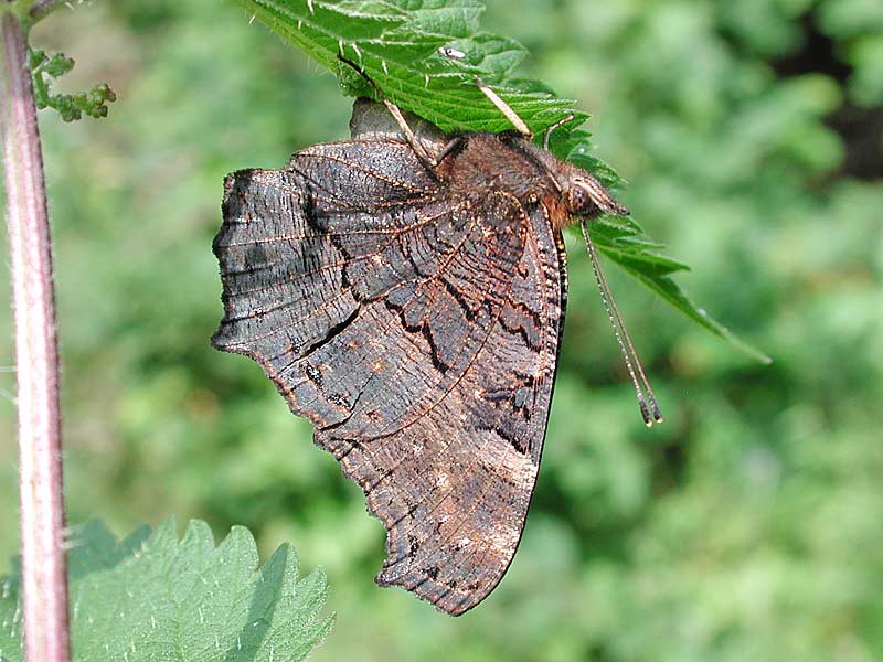 Tagpfauenauge Inachis io Peacock