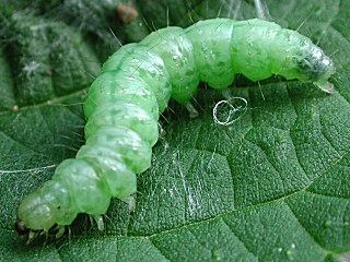 Raupe Nesselznsler  Pleurotypa ruralis