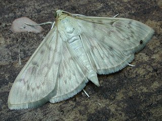 Nesselznsler  Pleurotypa ruralis   Mother of Pearl