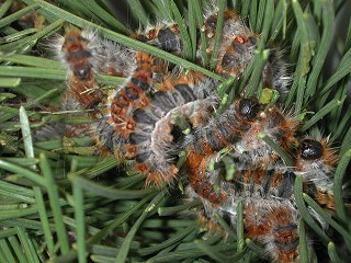 Raupen Pinien-Prozessionsspinner Thaumetopoea pityocampa Pine Procession Moth