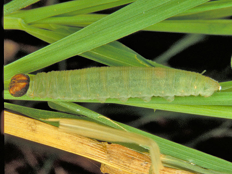 Rostfarbiger Dickkopffalter Ochlodes sylvanus ( venatus ) Large Skipper