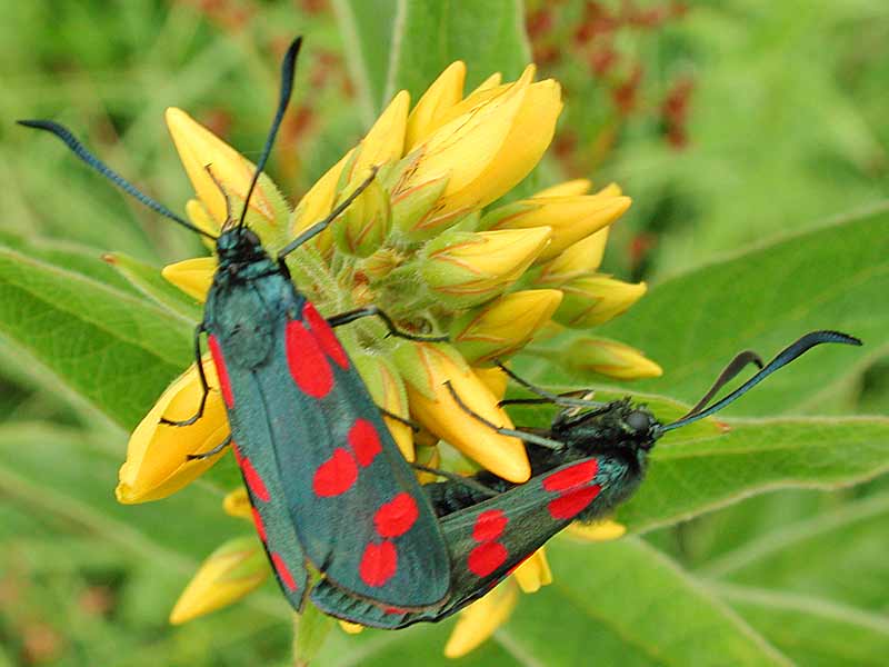 Sechsfleck-Widderchen Zygaena filipendulae Six-spot Burnet