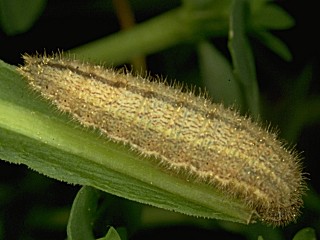 Raupe Brauner Waldvogel   The Ringlet   Aphantopus hyperantus (23235 Byte)