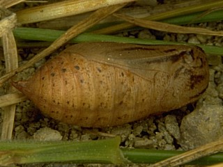 Puppe  Brauner Waldvogel   Aphantopus hyperantus   The Ringlet (24575 Byte)