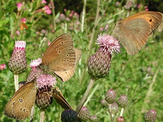 Schornsteinfeger mit Groem Ochsenauge   The Ringlet   Aphantopus hyperantus (35433 Byte)