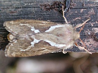 Kleiner Hopfen-Wurzelbohrer  Korscheltellus lupulinus   Common Swift