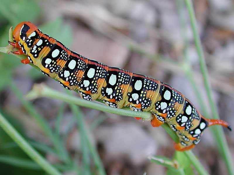 Wolfsmilchschwrmer Hyles euphorbiae Spurge Hawk-moth