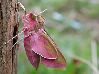 Falter von unten und Seite Mittlerer Weinschwrmer, Deilephila elpenor, Elephant Hawk-moth