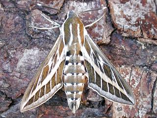 Linienschwärmer  Hyles livornica  Striped Hawk-moth
