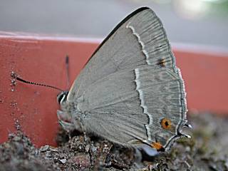 Unterseite Blauer Eichenzipfelfalter Neozephyrus quercus Purple Hairstreak