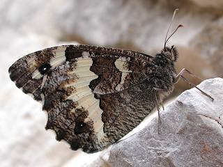 Weier Waldportier Brintesia ( Aulocera ) circe Great Banded Grayling