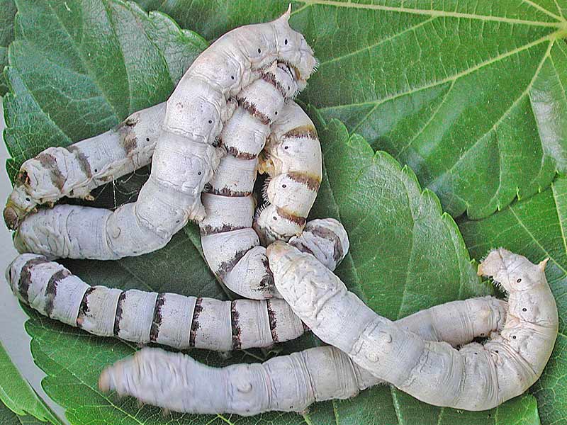 Seidenspinnerraupe Seidenspinner Maulbeerspinner   Bombyx mori   Domestic Silkmoth