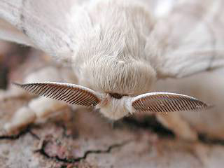 Fühler zur Aufnahme von Pheromonen, Seidenspinner Maulbeerspinner   Bombyx mori   Domestic Silkmoth