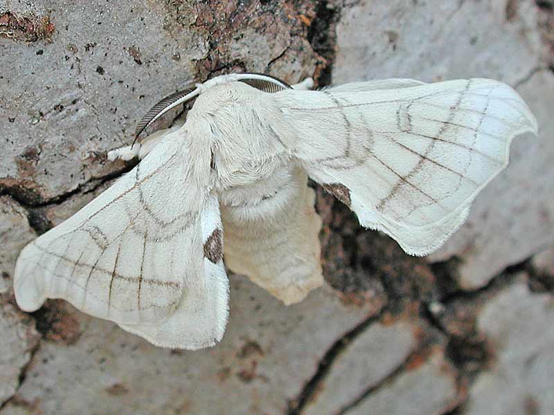 Seidenspinnerraupe Seidenspinner Maulbeerspinner   Bombyx mori   Domestic Silkmoth