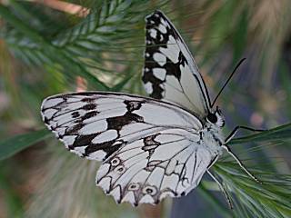 Iberisches Schachbrett   Melanargia lachesis   Iberian Marbled White Schmetterlinge und Raupen Sdeuropas Griechenland Italien Sdfrankreich Spanien Portugal Korsika Sardinien Kroatien Schmetterling