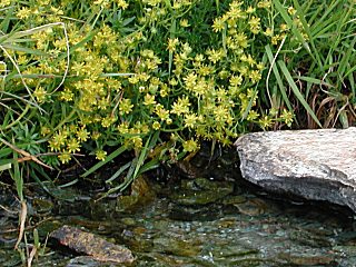Raupenfutterpflanze des Alpenapollos - Bewimperter Steibrech