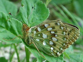 Groer Perlmutterfalter Argynnis (Speyeria) (Mesoacidalia) aglaja Dark Green Fritillary