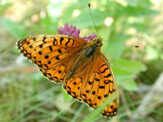 Groer Perlmutterfalter Argynnis (Speyeria) (Mesoacidalia) aglaja Dark Green Fritillary