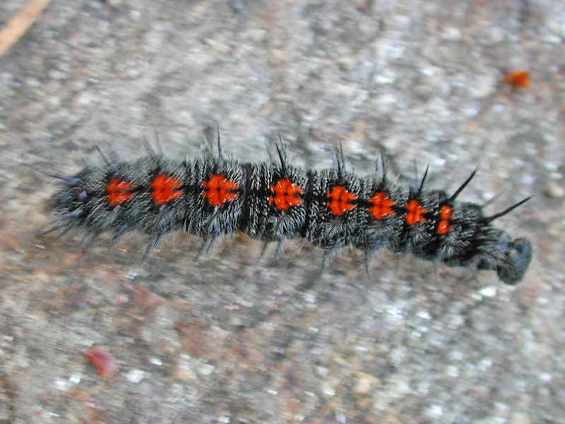 Trauermantel   Nymphalis antiopa   Camberwell Beauty