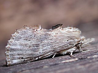 Palpen-Zahnspinner   Pterostoma palpina   Pale Prominent