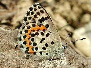 Fetthennenbluling Scolitantides orion  Chequered Blue Schmetterlinge und Raupen Sdeuropas Griechenland Italien Sdfrankreich Spanien Portugal Korsika Sardinien Kroatien Schmetterling