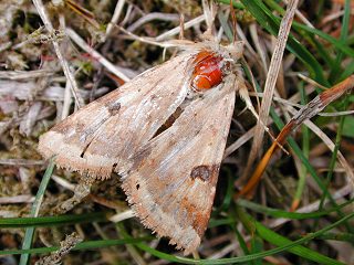 Heliothis peltigera Bordered Straw