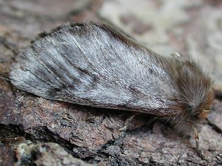Pinien-Prozessionsspinner Thaumetopoea pityocampa Pine Procession Moth
