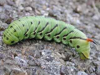 Raupe Windenschwrmer Agrius convolvuli Convolvulus Hawk-moth Schmetterlinge und Raupen Sdeuropas Griechenland Italien Sdfrankreich Spanien Portugal Korsika Sardinien Kroatien Schmetterling