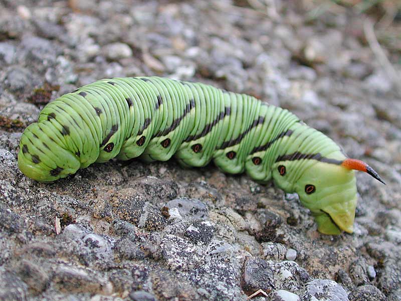 Windenschwrmer Agrius convolvuli Convolvulus Hawk-moth