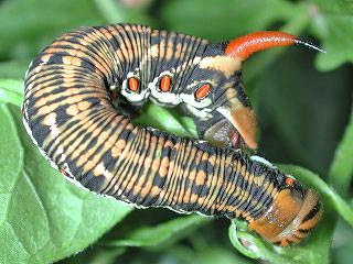 Raupe Windenschwrmer Agrius convolvuli Convolvulus Hawk-moth Schmetterlinge und Raupen Sdeuropas Griechenland Italien Sdfrankreich Spanien Portugal Korsika Sardinien Kroatien Schmetterling