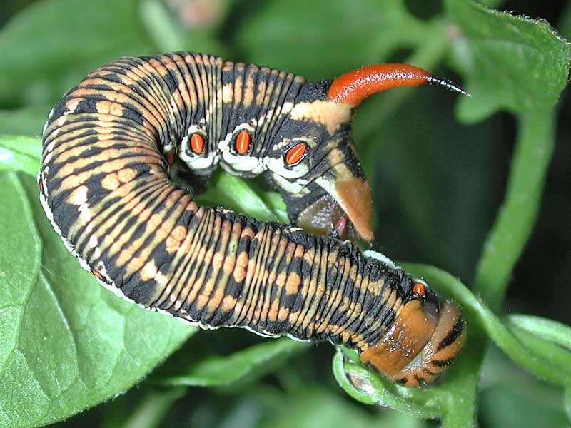 Windenschwrmer Agrius convolvuli Convolvulus Hawk-moth