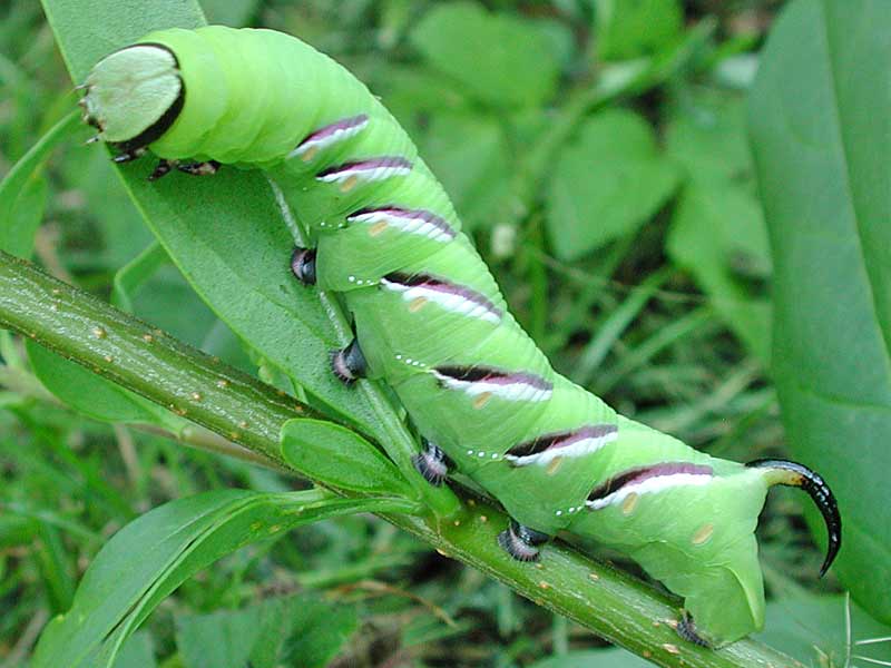 Ligusterschwrmer Sphinx ligustri Privet Hawk-moth