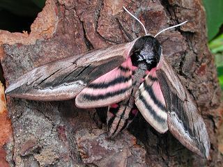 Ligusterschwärmer Sphinx ligustri Privet Hawk-moth