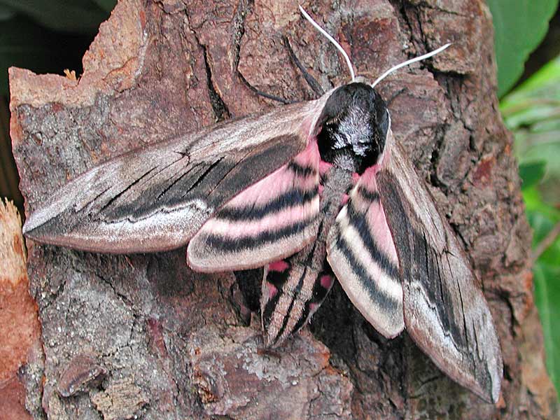 Ligusterschwrmer Sphinx ligustri Privet Hawk-moth