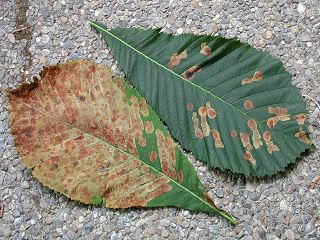 Befallene Bltter Rosskastanien-Miniermotte Cameraria ohridella Horse-Chestnut Leafminer