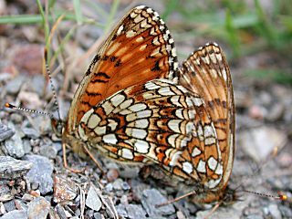 Baldrian-Scheckenfalter Silber-Scheckenfalter Melitaea diamina False Heath Fritillary  (5612 Byte)