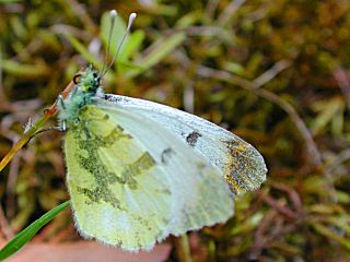 Weibchen Gelber Aurorafalter  Anthocharis euphenoides "Provence" Orange Tip  