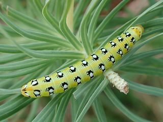 Jungraupe Wolfsmilchschwrmer Hyles euphorbiae Spurge Hawk-moth (18785 Byte)