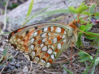 Mittlerer Perlmutterfalter Argynnis (Speyeria) niobe Niobe Fritillary