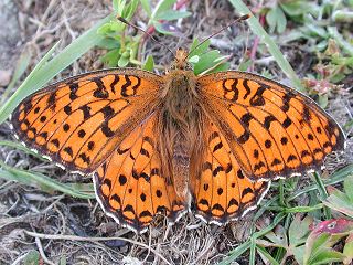 Mittlerer Perlmutterfalter Argynnis (Speyeria) niobe Niobe Fritillary