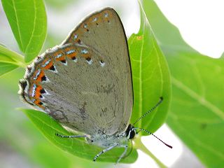 Spanischer Blauer Zipfelfalter Laeosopis roboris Spanish Purple Hairstreak